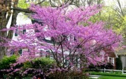 Eastern Redbud - 1 Gallon Pot -Garden Plant Store redbud Eastern Tree In Bloom