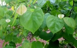 Eastern Redbud - 1 Gallon Pot -Garden Plant Store redbud Eastern Tree Leaves Foliage