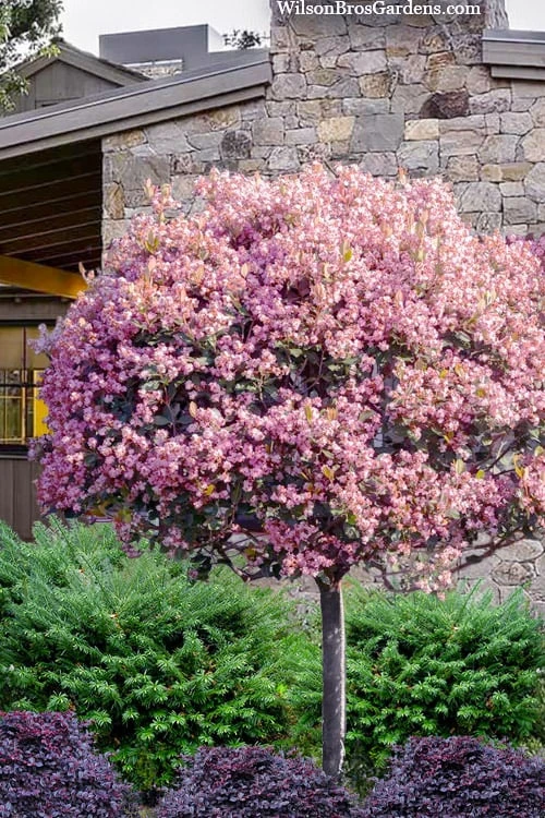 Rosalinda Indian Hawthorn Single Trunk Tree - 7 Gallon Pot (6-7') 1 Rosalinda Indian Hawthorn Single Trunk Tree - 7 Gallon Pot (6-7')