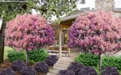 Rosalinda Indian Hawthorn Single Trunk Tree - 7 Gallon Pot (6-7') 8 Rosalinda Indian Hawthorn Single Trunk Tree - 7 Gallon Pot (6-7') -Garden Plant Store rhaphiolepis rosalind majestic beauty indian hawthorn tree 8