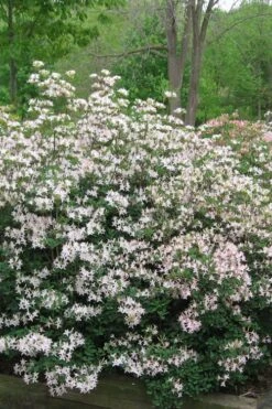 Coastal Azalea (Rhododendron Atlanticum) - 1 Gallon Pot -Garden Plant Store rhododendron atlanticum coastal azalea 1