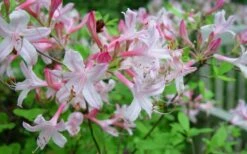 Coastal Azalea (Rhododendron Atlanticum) - 1 Gallon Pot -Garden Plant Store rhododendron atlanticum coastal azalea 7