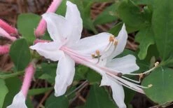 Coastal Azalea (Rhododendron Atlanticum) - 1 Gallon Pot -Garden Plant Store rhododendron atlanticum coastal azalea 8