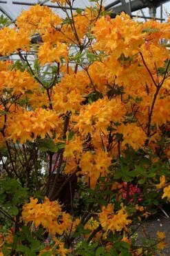Florida Flame Native Azalea (Rhododendron Austrinum) - 3 Gallon Pot -Garden Plant Store rhododendron austrinum florida flame native azalea 4