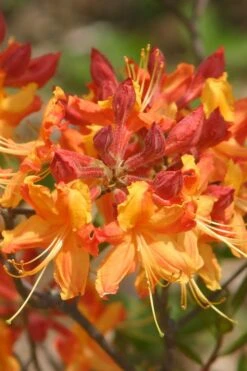Florida Flame Native Azalea (Rhododendron Austrinum) - 3 Gallon Pot -Garden Plant Store rhododendron austrinum florida flame native azalea 5
