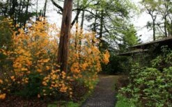 Florida Flame Native Azalea (Rhododendron Austrinum) - 3 Gallon Pot -Garden Plant Store rhododendron austrinum florida flame native azalea 8