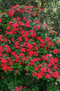 Plum Leaf Native Azalea (Rhododendron Prunifolium) - 3 Gallon Pot 8 Plum Leaf Native Azalea (Rhododendron Prunifolium) - 3 Gallon Pot -Garden Plant Store rhododendron prunifolium plum leaf azalea 5