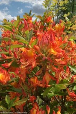 Smitty's Orange Crush Native Azalea (Rhododendron X) - 3 Gallon Pot -Garden Plant Store rhododendron smittys orange crush native azalea 1