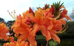 Smitty's Orange Crush Native Azalea (Rhododendron X) - 3 Gallon Pot -Garden Plant Store rhododendron smittys orange crush native azalea 4