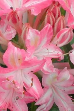 Ribbon Candy Swamp Azalea (Rhododendron Viscosum) - 2 Gallon Pot -Garden Plant Store rhododendron viscosum ribbon candy swamp azalea 1