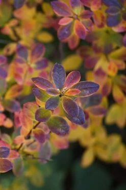 Swamp Azalea (Rhododendron Viscosum) - 1 Gallon Pot -Garden Plant Store rhododendron viscosum swamp azalea 2