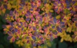 Ribbon Candy Swamp Azalea (Rhododendron Viscosum) - 2 Gallon Pot -Garden Plant Store rhododendron viscosum swamp azalea 3