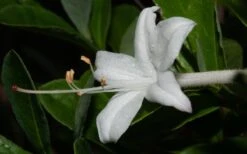 Swamp Azalea (Rhododendron Viscosum) - 1 Gallon Pot -Garden Plant Store rhododendron viscosum swamp azalea 8