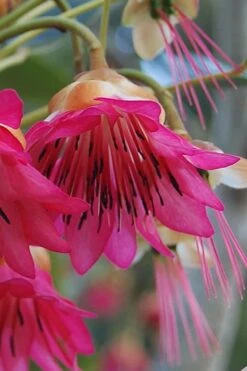 Scarlet Bells' Hong Kong Rose (Rhodoleia Henryi) - 3 Gallon Pot -Garden Plant Store rhodoleia henryi scarlet bells hong kong rose 1