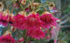 Scarlet Bells' Hong Kong Rose (Rhodoleia Henryi) - 3 Gallon Pot -Garden Plant Store rhodoleia henryi scarlet bells hong kong rose 102