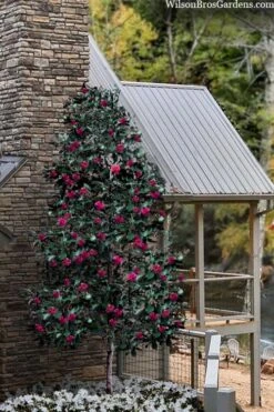 Scarlet Bells' Hong Kong Rose (Rhodoleia Henryi) - 3 Gallon Pot -Garden Plant Store rhodoleia henryi scarlet bells hong kong rose 106