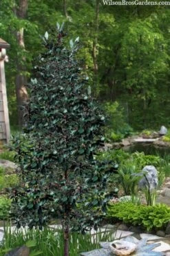 Scarlet Bells' Hong Kong Rose (Rhodoleia Henryi) - 3 Gallon Pot -Garden Plant Store rhodoleia henryi scarlet bells hong kong rose 20