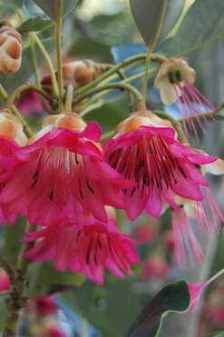 Scarlet Bells' Hong Kong Rose (Rhodoleia Henryi) - 3 Gallon Pot -Garden Plant Store rhodoleia henryi scarlet bells hong kong rose 3