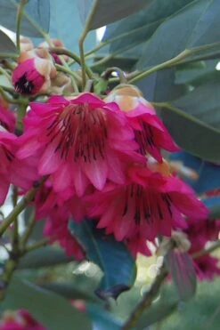 Scarlet Bells' Hong Kong Rose (Rhodoleia Henryi) - 3 Gallon Pot -Garden Plant Store rhodoleia henryi scarlet bells hong kong rose 4