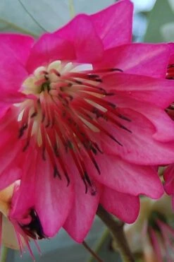 Scarlet Bells' Hong Kong Rose (Rhodoleia Henryi) - 3 Gallon Pot -Garden Plant Store rhodoleia henryi scarlet bells hong kong rose 5