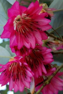 Scarlet Bells' Hong Kong Rose (Rhodoleia Henryi) - 3 Gallon Pot -Garden Plant Store rhodoleia henryi scarlet bells hong kong rose 7
