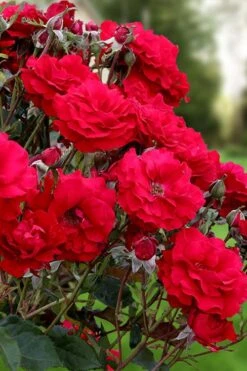 Oh My! Floribunda Tree Rose - 7 Gallon Pot -Garden Plant Store rosa oh my floribunda rose 2