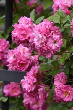 Peggy Martin Climbing Rose - 3 Gallon Pot -Garden Plant Store rosa peggy martin climbing rose 10