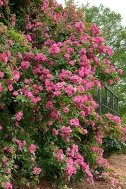 Peggy Martin Climbing Rose - 3 Gallon Pot -Garden Plant Store rosa peggy martin climbing rose 2