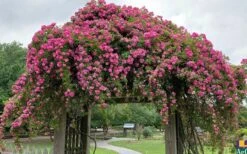 Peggy Martin Climbing Rose - 3 Gallon Pot -Garden Plant Store rosa peggy martin climbing rose 7