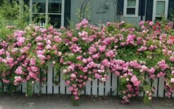 Peggy Martin Climbing Rose - 3 Gallon Pot -Garden Plant Store rosa peggy martin climbing rose 8
