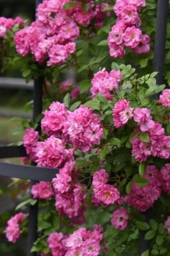 Peggy Martin Climbing Rose - 3 Gallon Pot -Garden Plant Store rosa peggy martin climbing rose 9