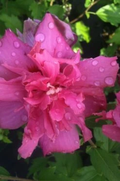 Lucy Rose Of Sharon (Single Trunk Tree) - 7 Gallon Pot (4-5') -Garden Plant Store rose of sharon lucy 5