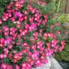 Pink Drift Groundcover Rose - 2 Gallon Pot