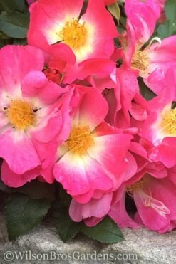 Pink Drift Groundcover Rose - 2 Gallon Pot -Garden Plant Store rose pink drift 11