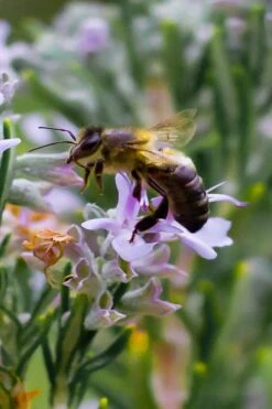 Salem Rosemary - 1 Gallon Pot -Garden Plant Store rosmarinus officinalis salem rosemary 6