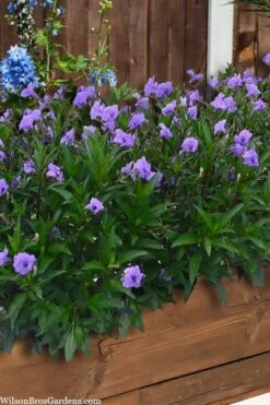 Mayan Compact Purple Mexican Petunia (Ruellia) - 5 Pack Quart Pots -Garden Plant Store ruellia simplex mayan compact purple mexican petunia 4