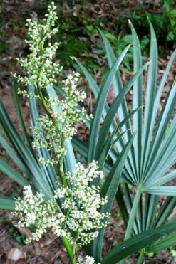 Blue Stem Dwarf Palmetto Palm (Sabal Minor) - 7 Gallon Pot 13 Blue Stem Dwarf Palmetto Palm (Sabal Minor) - 7 Gallon Pot -Garden Plant Store sabal minor dwarf blue stem palmetto palm 1