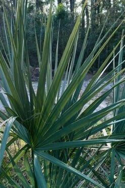 Blue Stem Dwarf Palmetto Palm (Sabal Minor) - 3 Gallon Pot 15 Blue Stem Dwarf Palmetto Palm (Sabal Minor) - 3 Gallon Pot -Garden Plant Store sabal minor dwarf blue stem palmetto palm 3 1