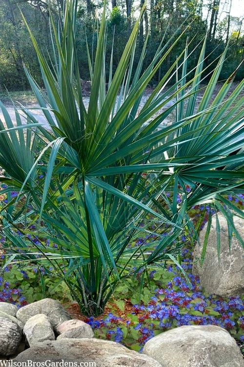 Blue Stem Dwarf Palmetto Palm (Sabal Minor) - 3 Gallon Pot 4 Blue Stem Dwarf Palmetto Palm (Sabal Minor) - 3 Gallon Pot - Image 4