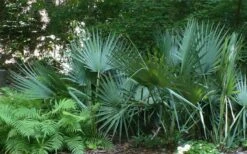 Blue Stem Dwarf Palmetto Palm (Sabal Minor) - 7 Gallon Pot 14 Blue Stem Dwarf Palmetto Palm (Sabal Minor) - 7 Gallon Pot -Garden Plant Store sabal minor dwarf blue stem palmetto palm 6