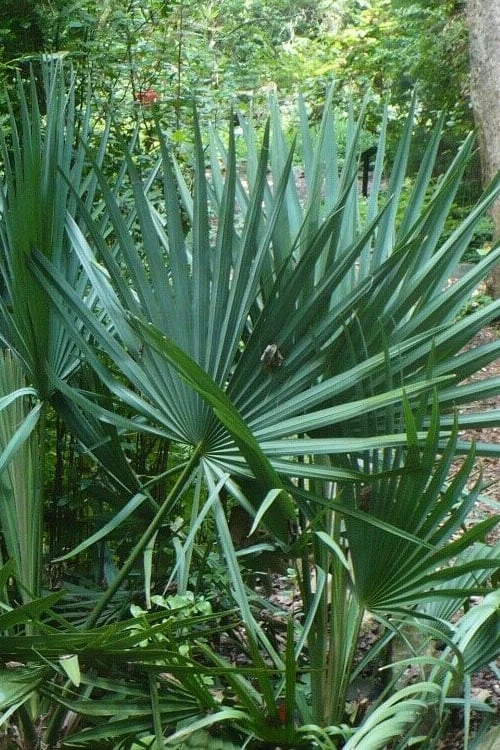 Blue Stem Dwarf Palmetto Palm (Sabal Minor) - 3 Gallon Pot 1 Blue Stem Dwarf Palmetto Palm (Sabal Minor) - 3 Gallon Pot