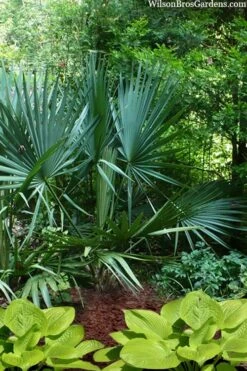 Blue Stem Dwarf Palmetto Palm (Sabal Minor) - 3 Gallon Pot 12 Blue Stem Dwarf Palmetto Palm (Sabal Minor) - 3 Gallon Pot -Garden Plant Store sabal minor dwarf blue stem palmetto palm 8 1