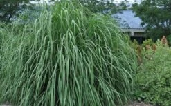 Ravenna Hardy Pampas Grass - 1 Gallon Pot -Garden Plant Store sacccharum ravennae hardy pampas grass 4