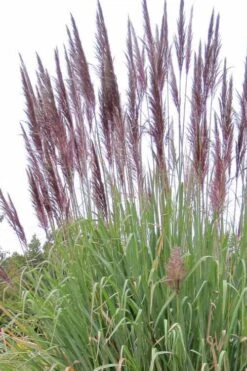 Ravenna Hardy Pampas Grass - 1 Gallon Pot -Garden Plant Store sacccharun ravennae hardy pampas grass 2