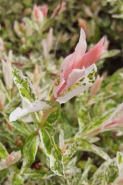 Flamingo Dappled Willow (Shrub Form) - 2 Gallon Pot -Garden Plant Store salix integra flamingo dappled willow bush 3