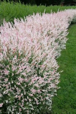 Flamingo Dappled Willow (Shrub Form) - 2 Gallon Pot -Garden Plant Store salix integra flamingo dappled willow bush 4
