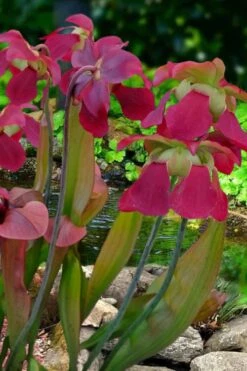 Bug Bat Pitcher Plant (Sarracenia) - 2.5 Quart Pot -Garden Plant Store sarracenia bug bat pitcher plant 1