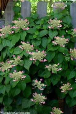 Rose Sensation Pink Climbing Hydrangea Vine - 3 Gallon Pot -Garden Plant Store schizophragma hydrangeoides rose sensation climbing hydrangea 104 1