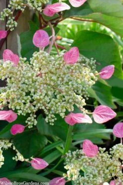Rose Sensation Pink Climbing Hydrangea Vine - 1 Gallon Pot -Garden Plant Store schizophragma hydrangeoides rose sensation climbing hydrangea 105