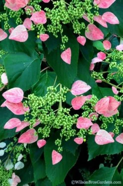 Rose Sensation Pink Climbing Hydrangea Vine - 3 Gallon Pot -Garden Plant Store schizophragma hydrangeoides rose sensation climbing hydrangea 106 1
